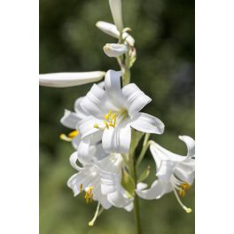Lilium Candidum