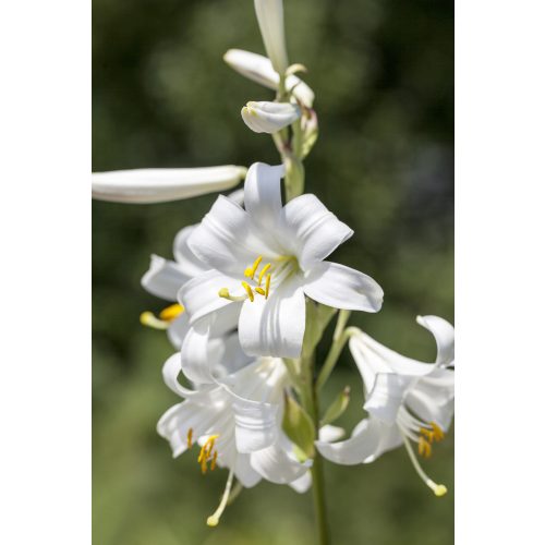 Lilium Candidum