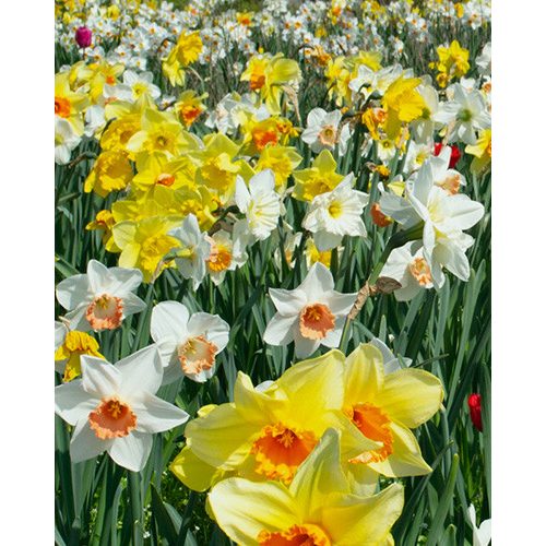 Narcissus mix