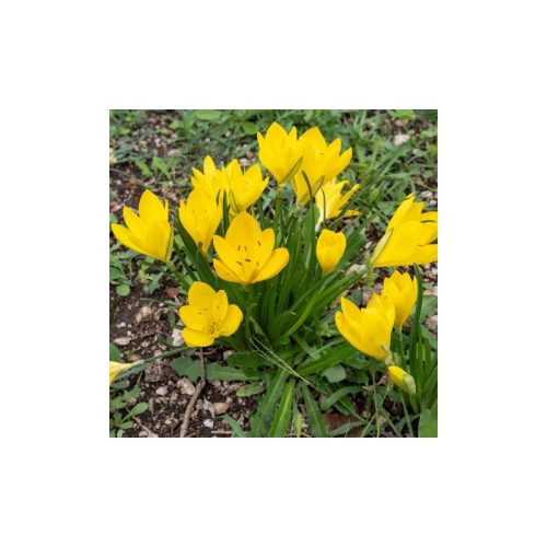 Sternbergia lutea