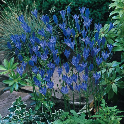 Triteleia Queen Fabiola