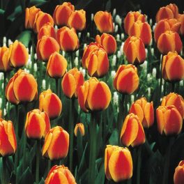 Tulipa Apledoorn's Elite