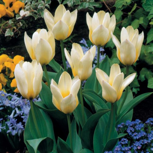 Tulipa Concerto