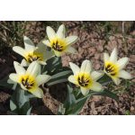 Tulipa Concerto sarjak