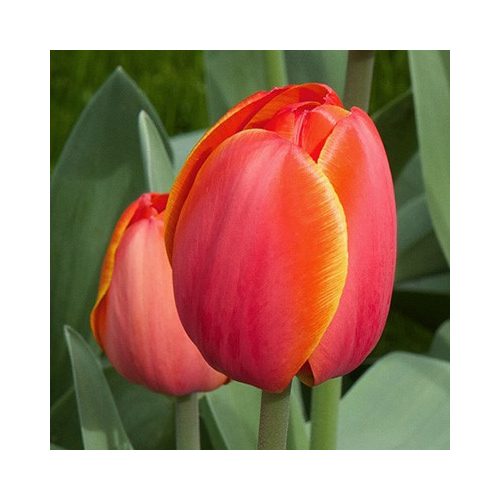 Tulipa Ad Rem