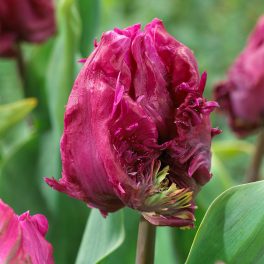Tulipa Parrot Prince
