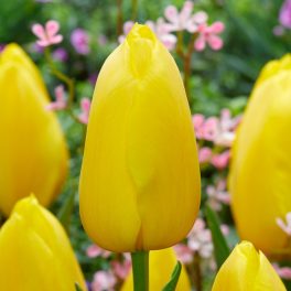 Tulipa Big Smile