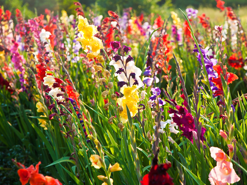 Kardvirág (Gladiolus)